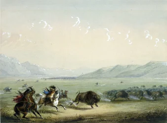 Løbende bison