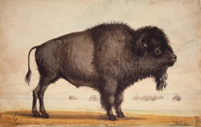 Scenting the Breeze, ca. 1837 (akvarel på papir)
