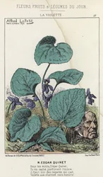 La Violette: Tegnefilm om Edgar Quinet - ill. fra 09/03/1871 i ”Blomster, frugter og grøntsager du Jour”
