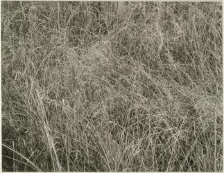 Græs, 1933.