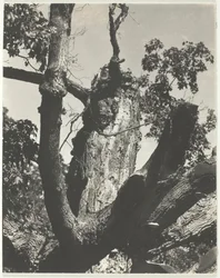 The Old Maple - Lake George, 1926.