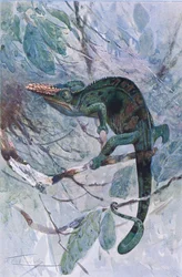 Afrikansk kamæleon, illustration fra 