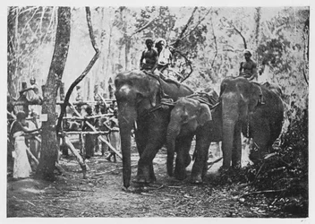 Elephant Kraaling in Ceylon - Free No Longer, c1890, 1910