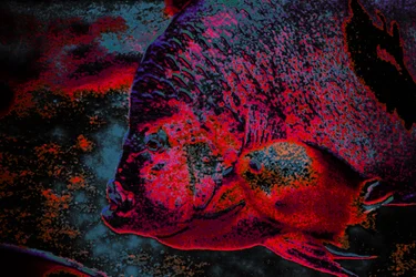 Fingerling, 2018 (håndmalet fotografi)