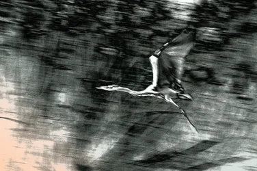 Flight from the Holy Land, 2015 (håndmalet fotografi)