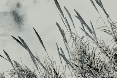 Harvest, 2017 (håndmalet fotografi)
