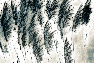 Wind from the West, 2016 (håndmalet fotografi)
