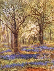New Forest: Blåklokker i egeskoven, maj (farvelitografi)