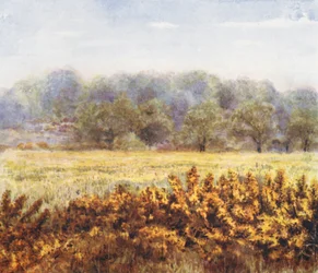New Forest: Flower of the Gorse, fra Park Hill Lawn (farvelitografi)