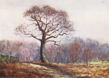 New Forest: Kigger ned ad Butts Lawn, juleaften (farvelitografi)