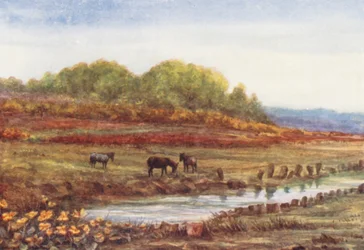 New Forest: Matley Wood and Bog, fra Matley Passage (farvelitografi)