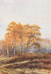 New Forest: Birkene ved Faircrop, begyndelsen af november (farvelitografi)