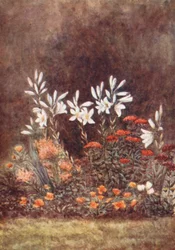 New Forest: The Lily Border, juli (farvelitografi)