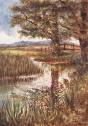 New Forest: Dammen ved Park Hill, juli (farvelitografi)