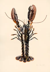 Hummer fra Solva, 2014, akvarel