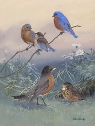 Bluebird, Robin Af Allan Brooks