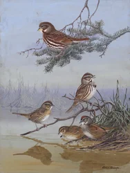 Sparrow af Allan Brooks