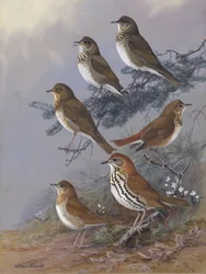 Thrush af Allan Brooks