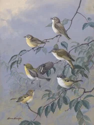 Vireoer af Allan Brooks