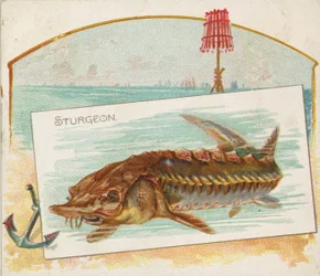 Sturgeon, fra Fish fra American Waters serie N39 til Allen & Ginter Cigarettes, 1889.