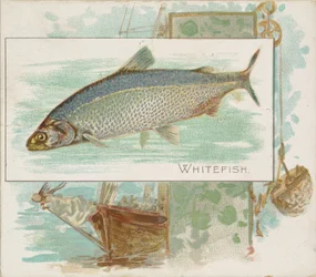 Whitefish, fra Fish fra American Waters serie N39 til Allen & Ginter Cigaretter, 1889.