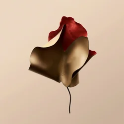 Elegant læderblomst