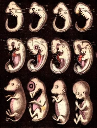 Sammenlignede embryoner af 4 hvirvler 5 levende væsener): Fra venstre mod højre: gris, høne, kanin, mand. Tegning A. Demarle. 1885