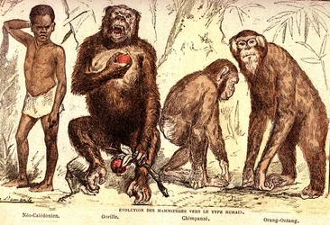 Udvikling af pattedyr til den menneskelige type: Naturlig skabelse og levende væsener (De Jules Rengade). Tegning af A. Demarle. 1885
