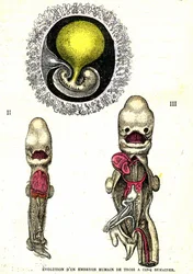 Evolution af det menneskelige embryo: Naturlig skabelse og levende væsener (af Jules Rengade)