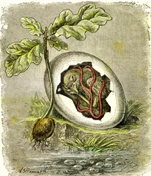 Natur. Æg og frø: Første tilstand af organiserede væsener. Naturlig skabelse og levende væsener. (J. Rengade) tegning af A. Demarle. 1885