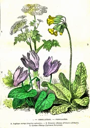 Ombelliferes, Primulacees: Naturlig skabelse og levende væsener. Tegning af A. Demarle. 1885