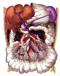 Organer for intestinal absorption - J. Rengades normale liv og helbred. Tegning af A. Demarle 1881