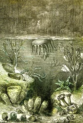 Prehistoire-Terre et Mers: Silurtidens begyndelse (J. Rengade. Tegning af Demarle. 1885