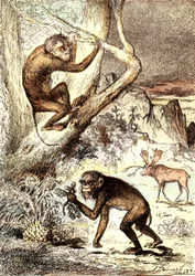 De katarhinske aber (miocæn periode): Semnopitheques. J. Rengades naturlige skabelse og levende væsener. Tegning A. Demarle
