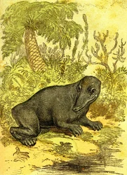 Labyrintodonten (Amfibie): Amfibie fra kulperioden. Naturlig skabelse og levende væsener. Tegning A. Demarle 1885
