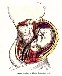 Barnet i livmoderen (slutningen af 9. måned) - J. Rengades normale liv og helbred- Tegning A.Demarle 1881
