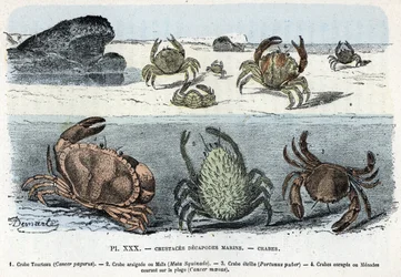 Zoologisk bestyrelse; crustac decapode marine, krabbe (kage, araignee, etrille, menade) (Zoologisk plade: krabber) Indgravering fra "L