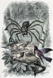 Zoologisk kort: arachnid, avicular mygalus overraskende en fuglefluered (Zoologisk plade: arachnid, Avicularia) Indgravering fra "Man and Nature" af Rengade