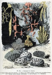 Zoologisk diagram: svampe og koraller (gorgone, bebryce, koraller, svampe, neptunhandske (Zoologisk plade: Havsvampe og koraller) Gravering fra "" L