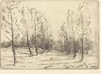 Popler Avenue
