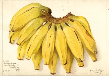 Bananer (Muse: Guincos Finget) (akvarel)