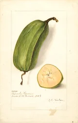 Bananer (Musa: Popoulu Hawaii) (akvarel)