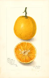 Harts Late Oranges (Citrus sinensis) (akvarel)