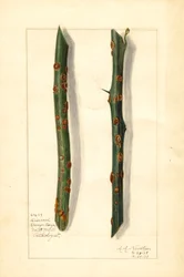 To syge kviste af appelsintræ (Citrus sinensis) (akvarel)