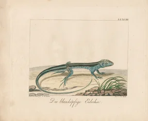 Blåhovedet skink (håndkoloreret kobberstik)