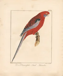 Crimson Rosella, mand (håndkoloreret litografi)