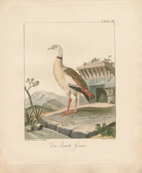 Egyptisk gås (håndkoloreret litografi)
