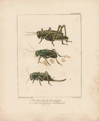 Grasshopper and Bush Crickets (håndkoloreret kobberstik)