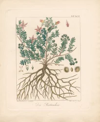The Alder Buckthorn (håndkoloreret litografi)