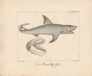 The Man-eater Shark (håndkoloreret litografi)